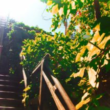 Greenwich Stairs on Telegraph HIll San Francisco 1