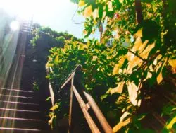 Greenwich Stairs on Telegraph HIll San Francisco 1