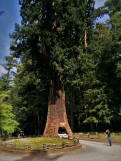 drive through redwood tree