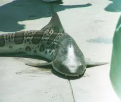 Leopard Shark caught on Manhattan Beach Pier 1