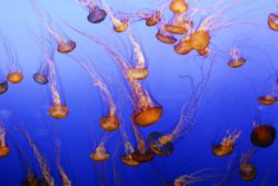 Monterey Bay Aquarium Jellyfish Passports and Plates 1