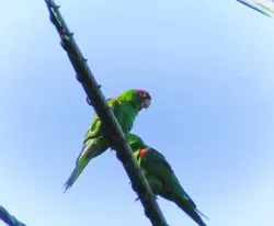 Parrots of Telegraph Hill San Francisco 1