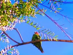 Parrots of Telegraph Hill San Francisco 2