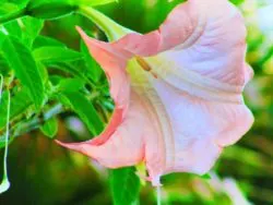 Pink Angel Trumpet on Telegraph Hill San Francisco 1