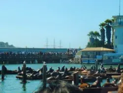 Sea Lions at Pier 39 San Francisco 1