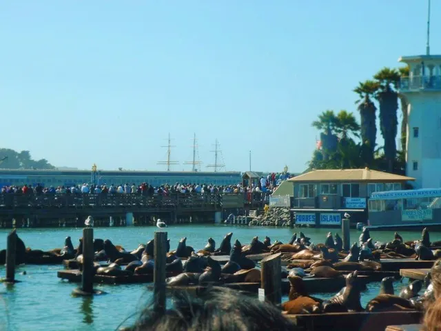 Sea Lions at Pier 39 San Francisco 1