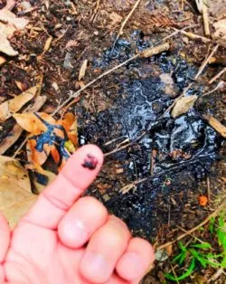 Tar bubbling up from ground at LaBrea Tar Pits 2