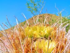Barrel-Cactus-flowers-at-Aguas-Calientes-Palm-Springs-2-225x169.jpg
