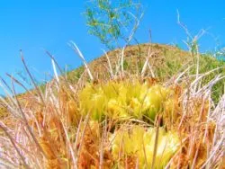 Barrel Cactus flowers at Agua Caliente Palm Springs 2