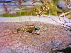 Bearded Dragon Lizard at Agua Caliente Palm Springs 1