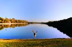 Blue Heron at Fort De Soto Park Campground Pinellas County Florida 1