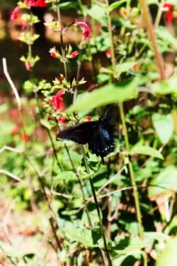 Blue and Black Butterfly in Garden at Rainbow Springs State Park 1