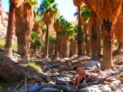 Chris Taylor hiking at Indian Canyons at Agua Caliente Palm Springs 9