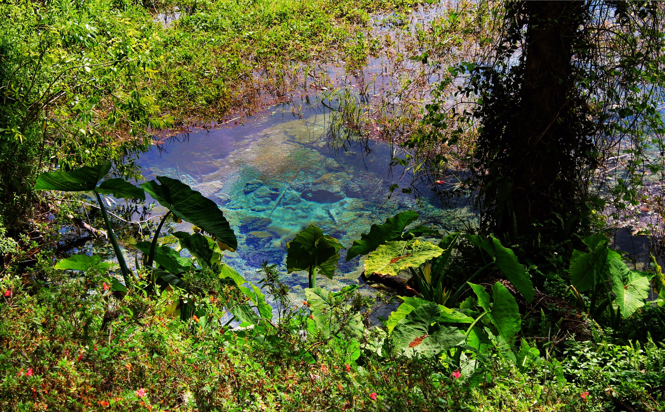 Crystal Clear water at Rainbow Springs State Park 1