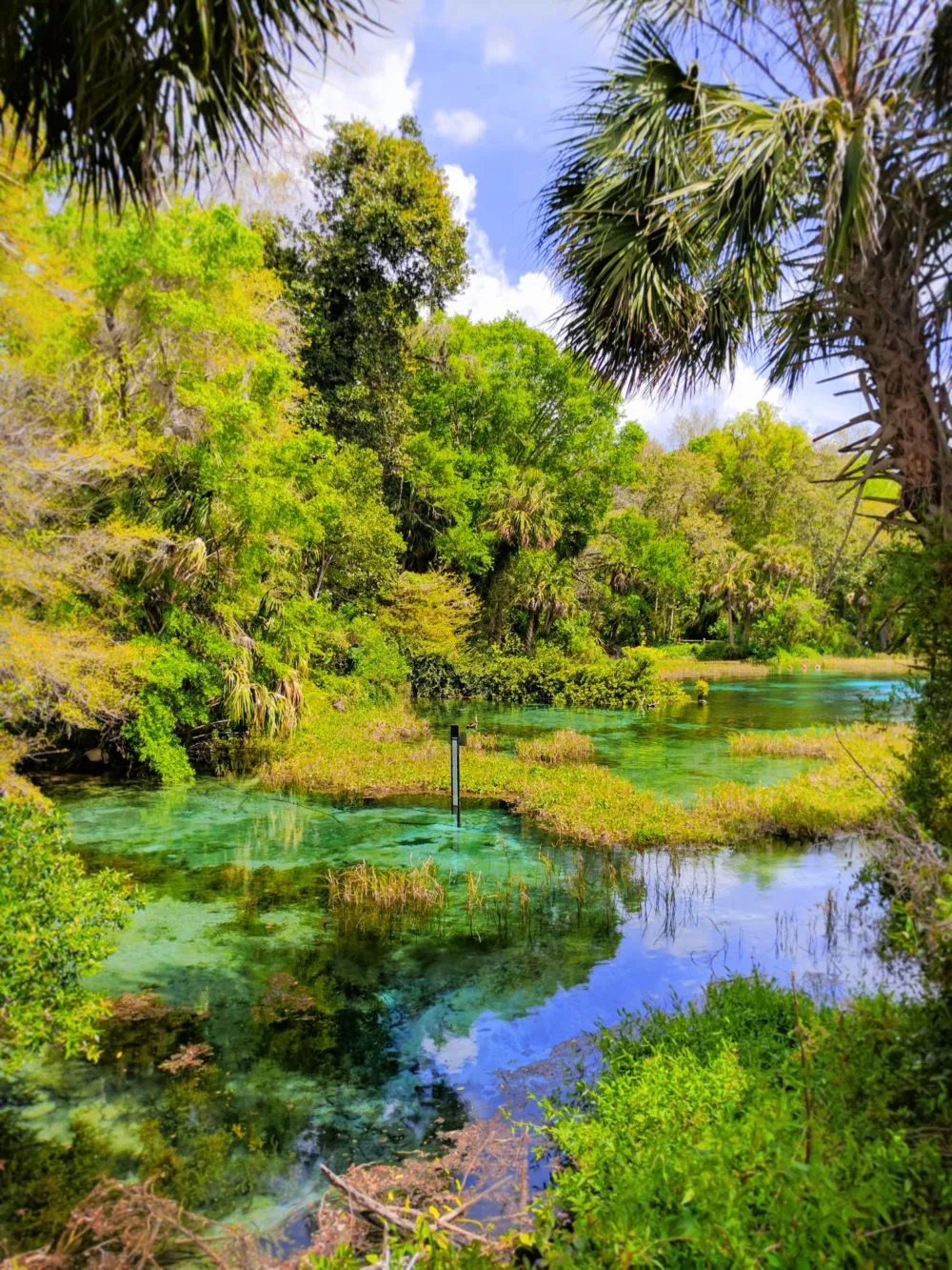 Crystal Clear water at Rainbow Springs State Park 3