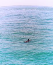 Dolphin from Pier at Fort De Soto Park Campground Pinellas County Florida 2