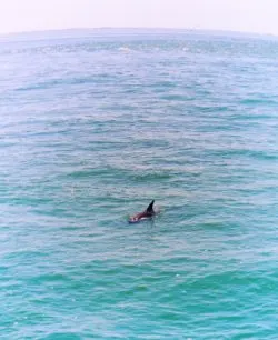 Dolphin from Pier at Fort De Soto Park Campground Pinellas County Florida 2