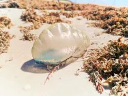 Dried Portuguese Man o War at Ponte Vedra Beach St Augustine Florida 1