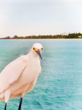Egret on Naples Beach Pier 2