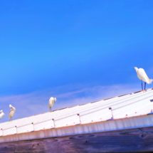 Egrets on Pier at Fort De Soto Park Pinellas County Florida 2