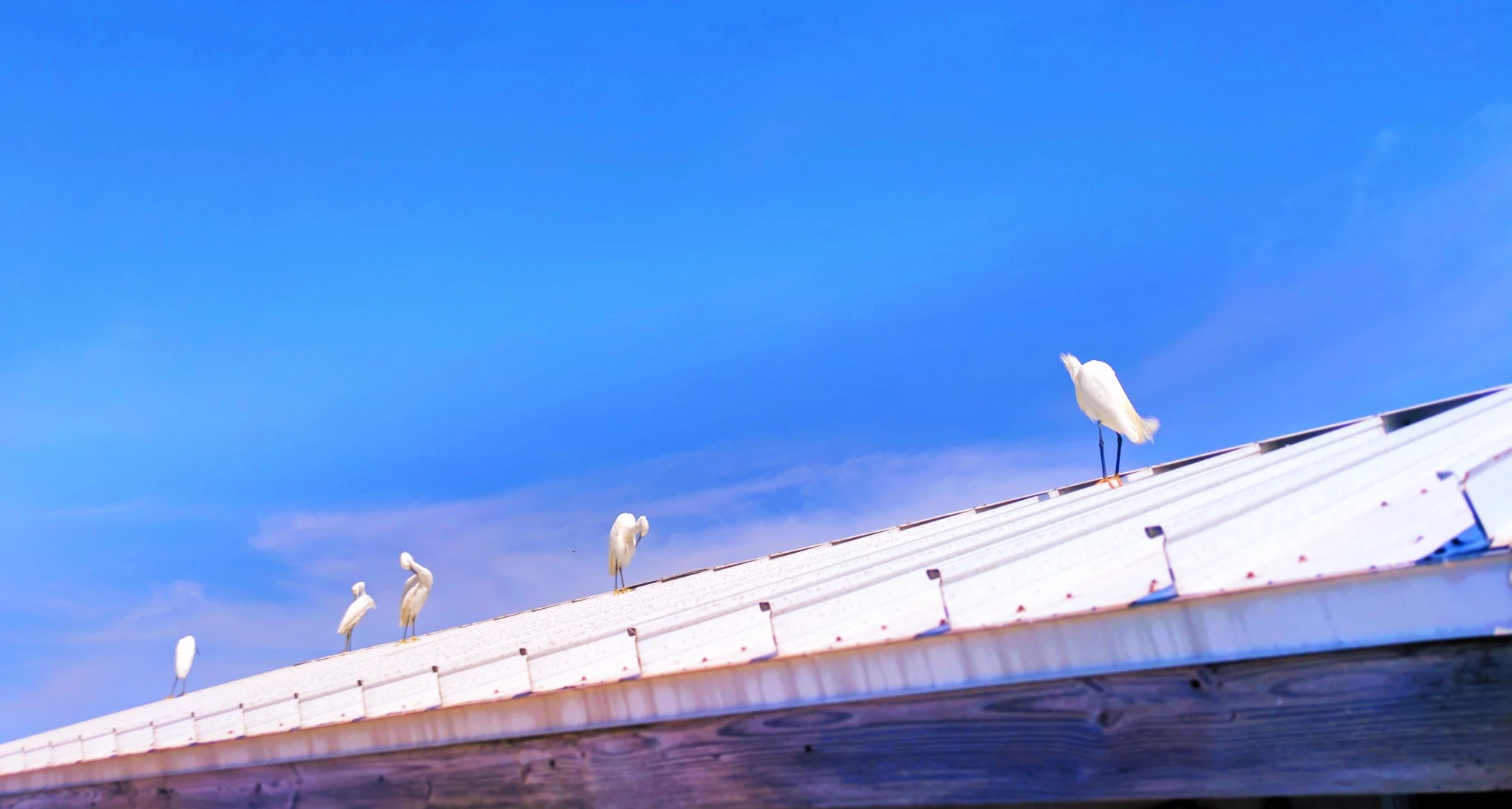 Egrets on Pier at Fort De Soto Park Pinellas County Florida 2