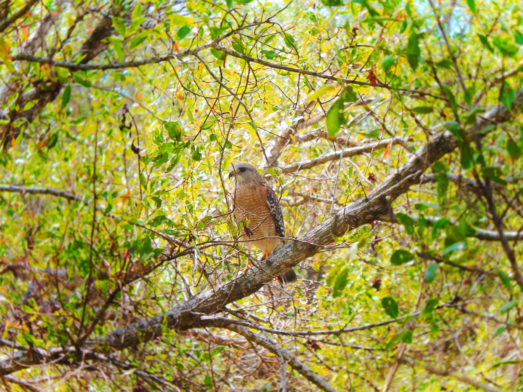 Coopers Hawk in Everglades National Park Gulf Coast 1