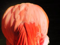 Flamingo feathers in Everglades National Park 1
