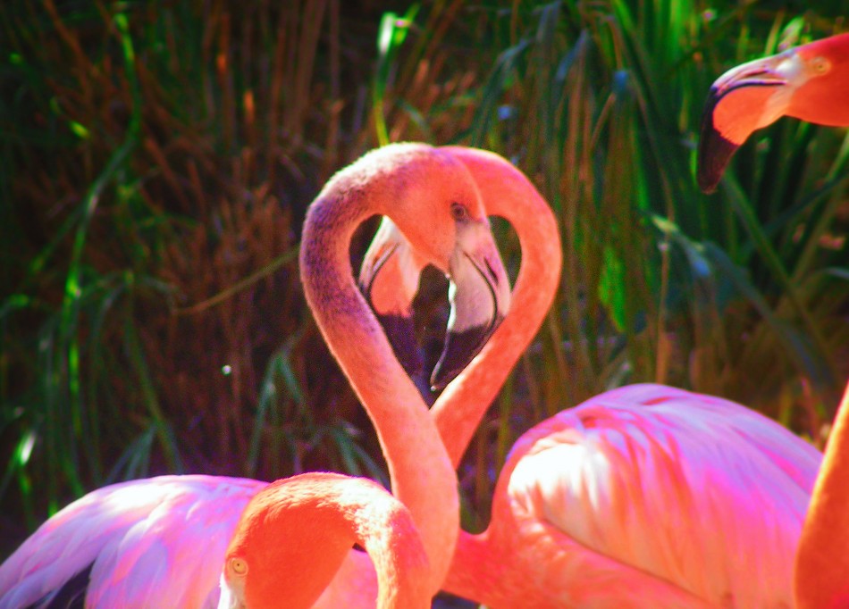Flamingos in Everglades National Park 1