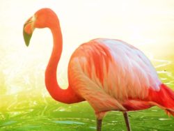 Flamingos in Everglades National Park 2
