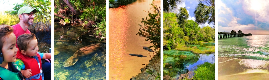 Florida Gulf Coast Road Trip Itinerary: gators, manatees and pristine waters