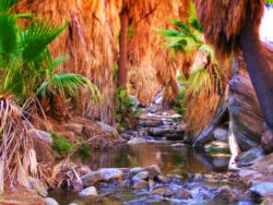 Flowing stream at Agua Caliente Palm Springs Indian Canyons 1