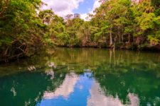 Headwater springs at Homosassa Springs State Park Florida 1