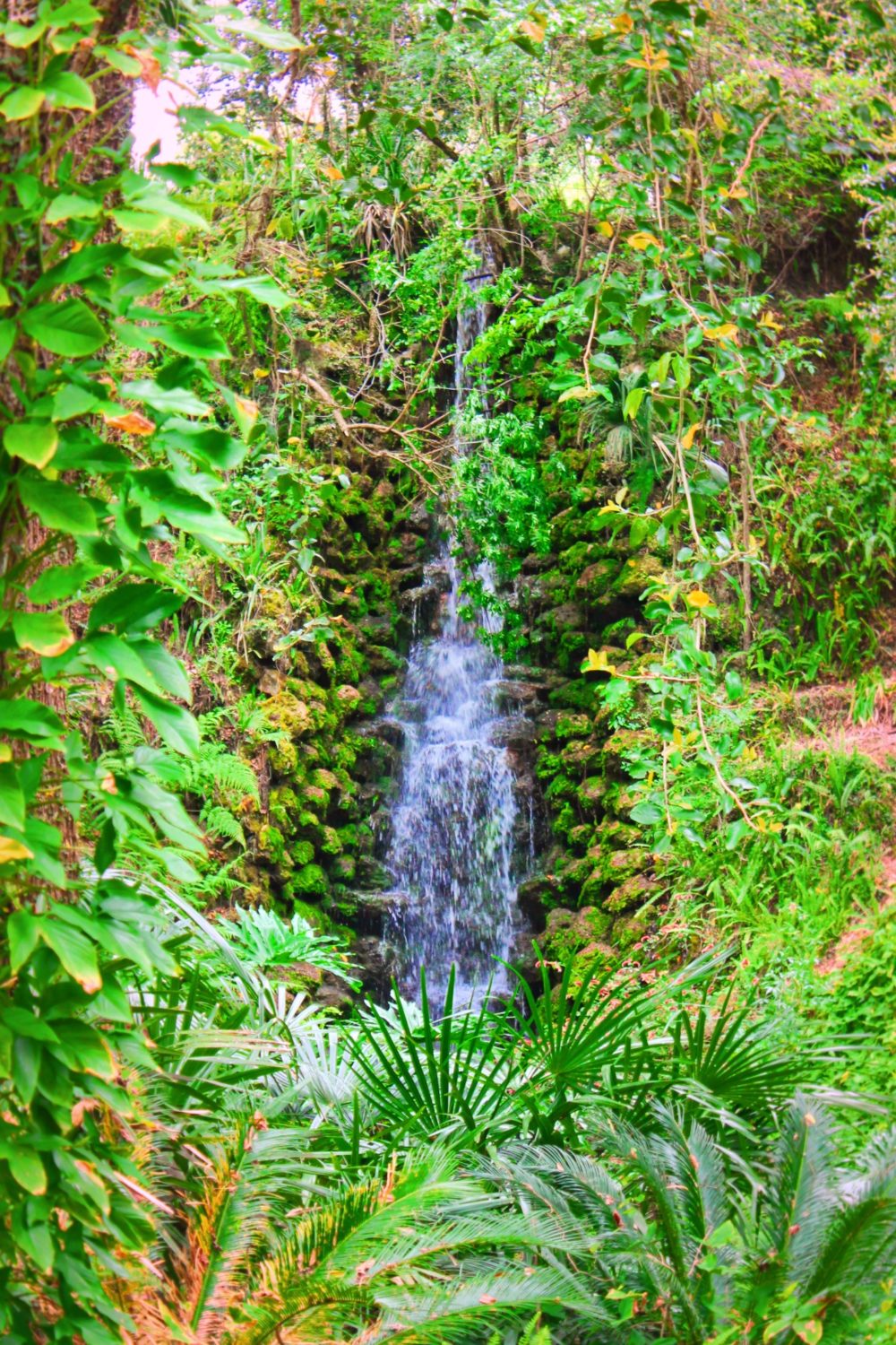 Lush Waterfall Garden at Rainbow Springs State Park 2