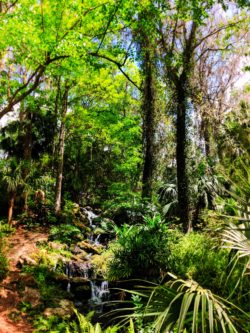 Lush Waterfall Garden at Rainbow Springs State Park 3