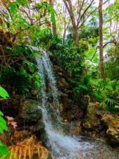 Lush Waterfall Garden at Rainbow Springs State Park 4