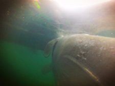 Manatee Swimming in Crystal River Florida 6