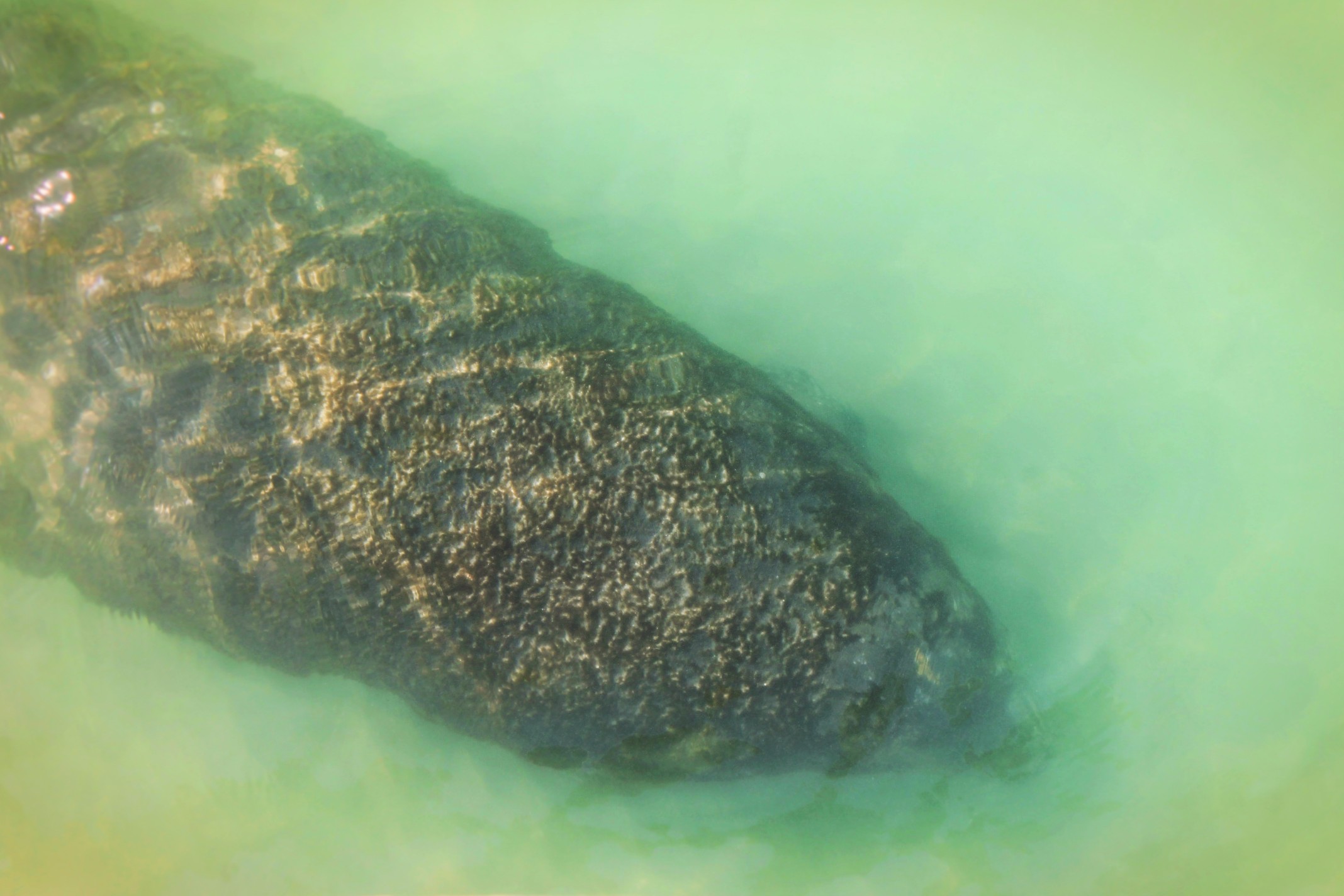 Manatee-from-Pier-at-Fort-De-Soto-County-Park-2.jpg