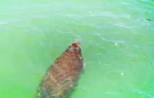 Manatee from Pier at Fort De Soto County Park 3