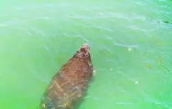 Manatee from Pier at Fort De Soto County Park 3