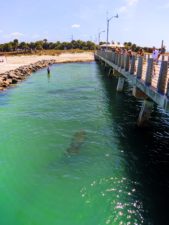 Manatee from Pier at Fort De Soto County Park 5