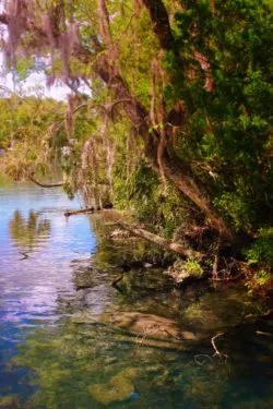 Manatee in river at Homosassa Springs State Park Florida 2