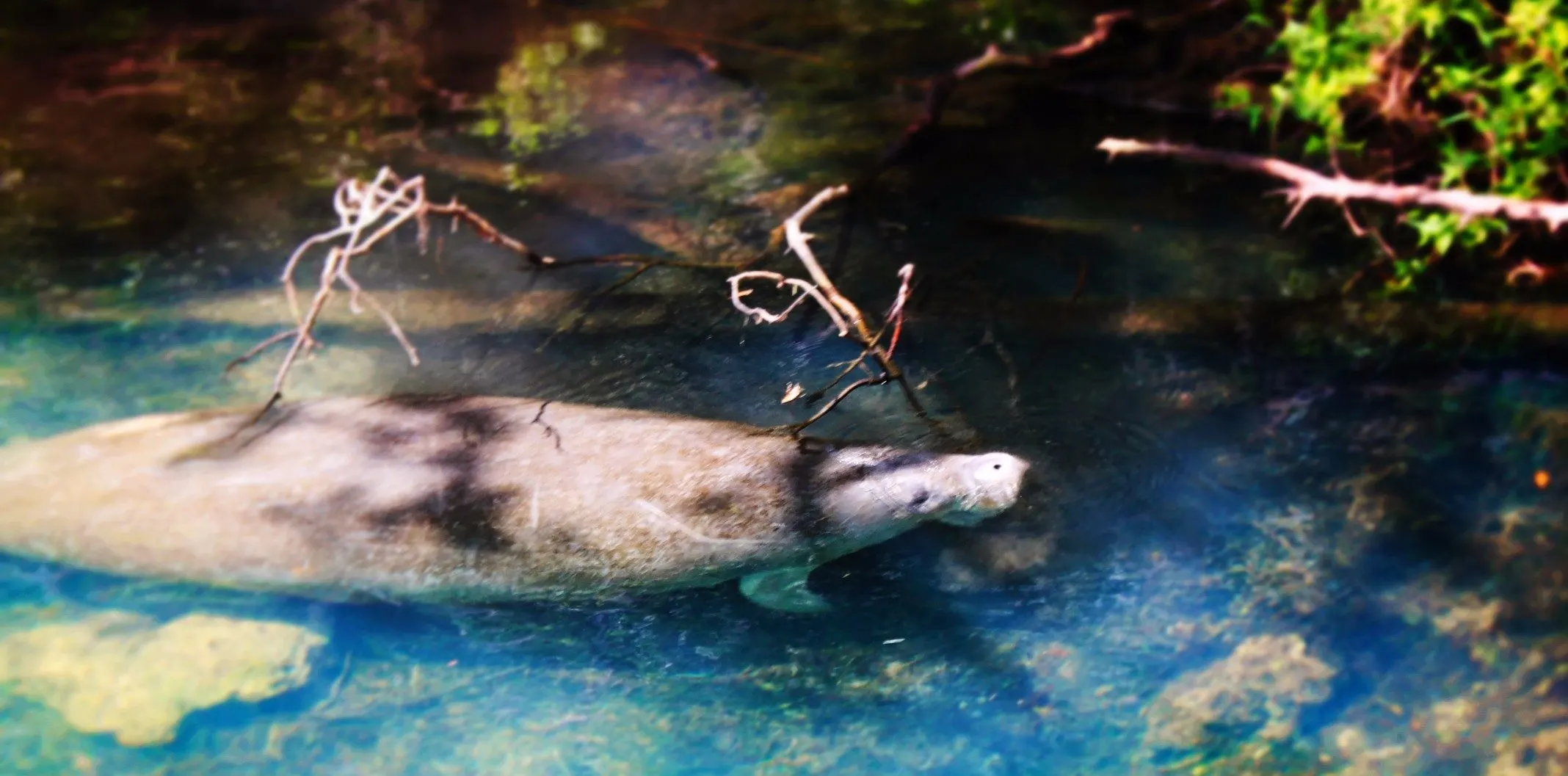 Manatee in river at Homosassa Springs State Park Florida 3