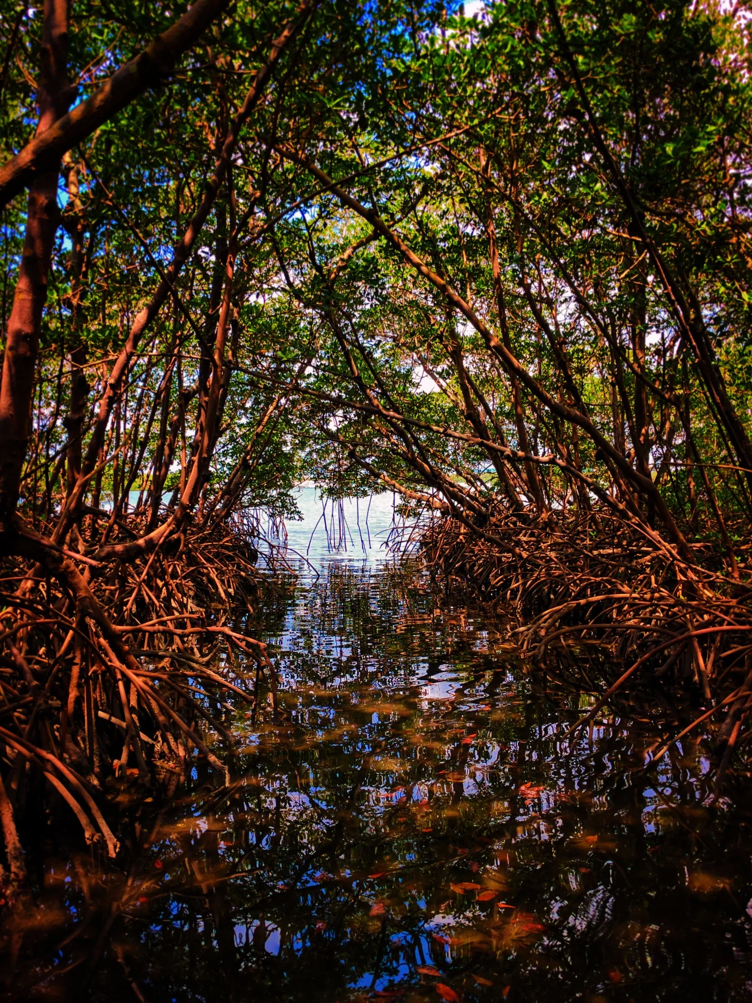 Mangroves at Matanzas Pass Preserve Fort Myers Beach Florida 2