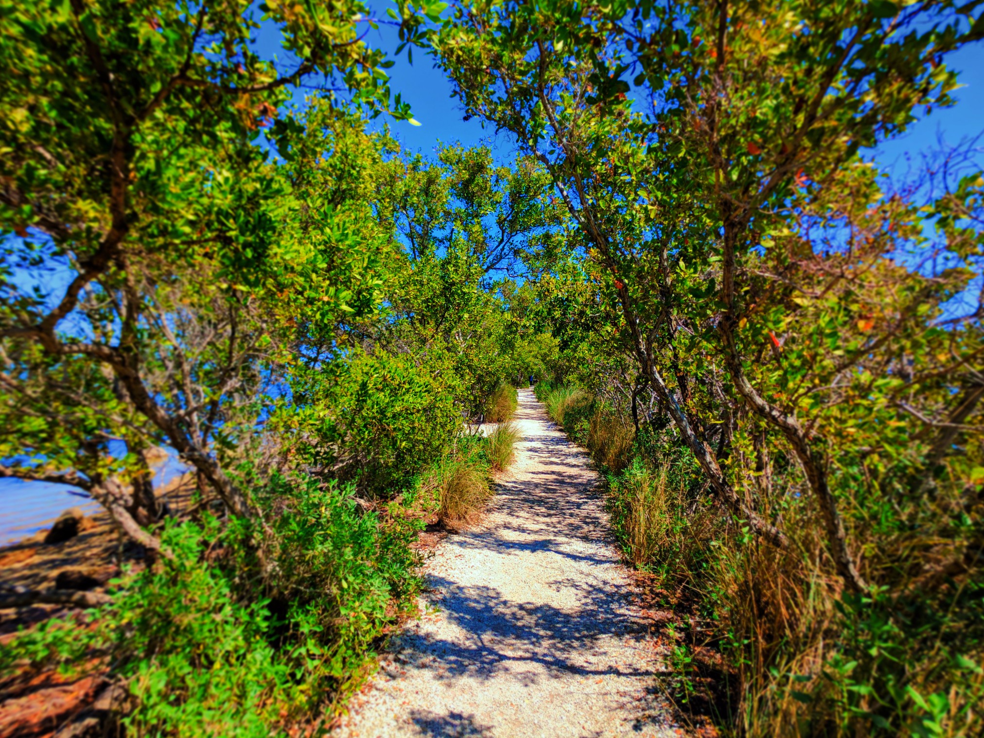 Nature Trail at Biscayne National Park 2