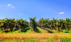 Palm Tree Farm at Biscayne National Park 1