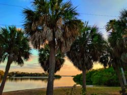 Palm Trees at Sunset Fort De Soto Park Campgroung Pinellas County Florida 1