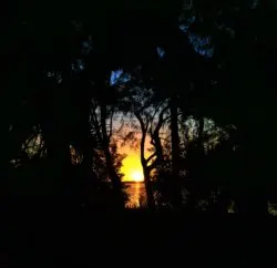 Palm Trees at Sunset Fort De Soto Park Campgroung Pinellas County Florida 3