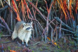 Raccoons in Mangroves Airboat Ride Everglades City Florida 3