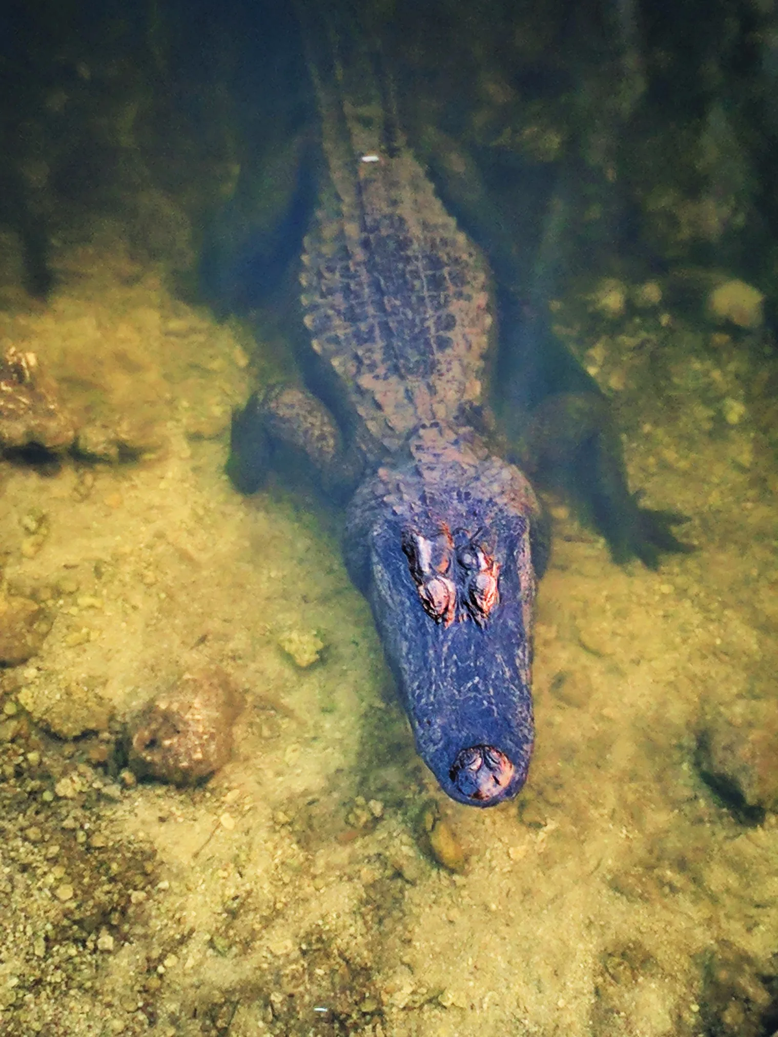 Resting Alligator in Big Cypress National Preserve 5