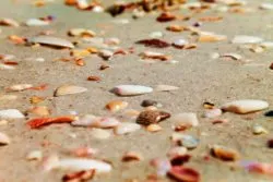 Shells at Ponte Vedra Beach St Augustine Florida 2